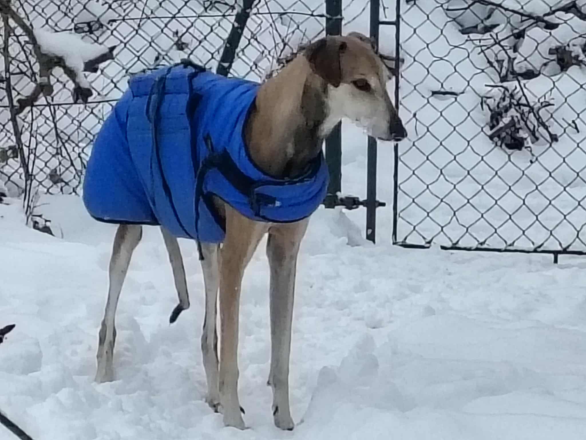 Messenger_creation_E723A35F-BFE0-446C-959C-0628CD2F52DF