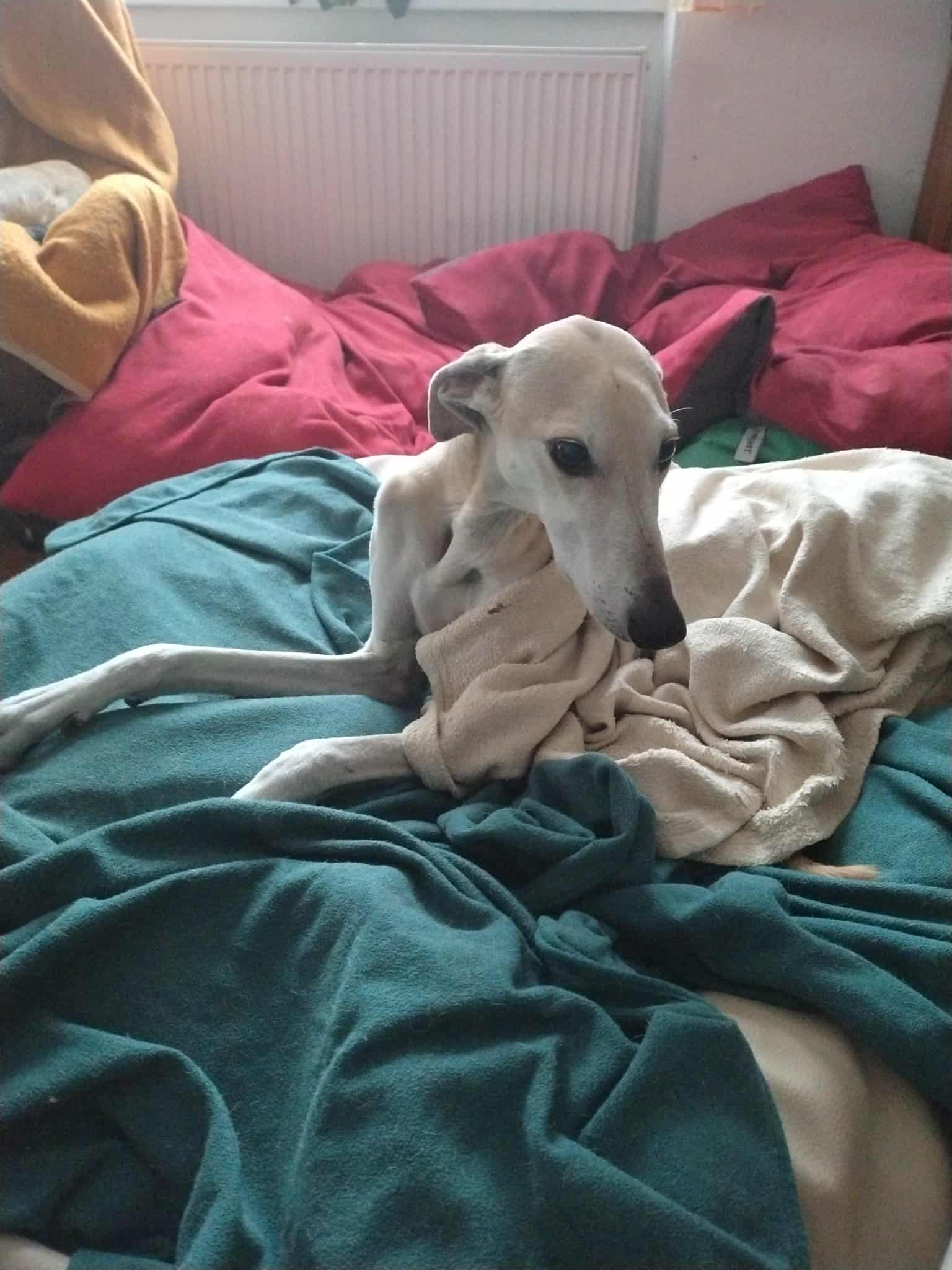 Messenger_creation_A7C634A7-4D18-4E9E-B252-E7E18678FE8C