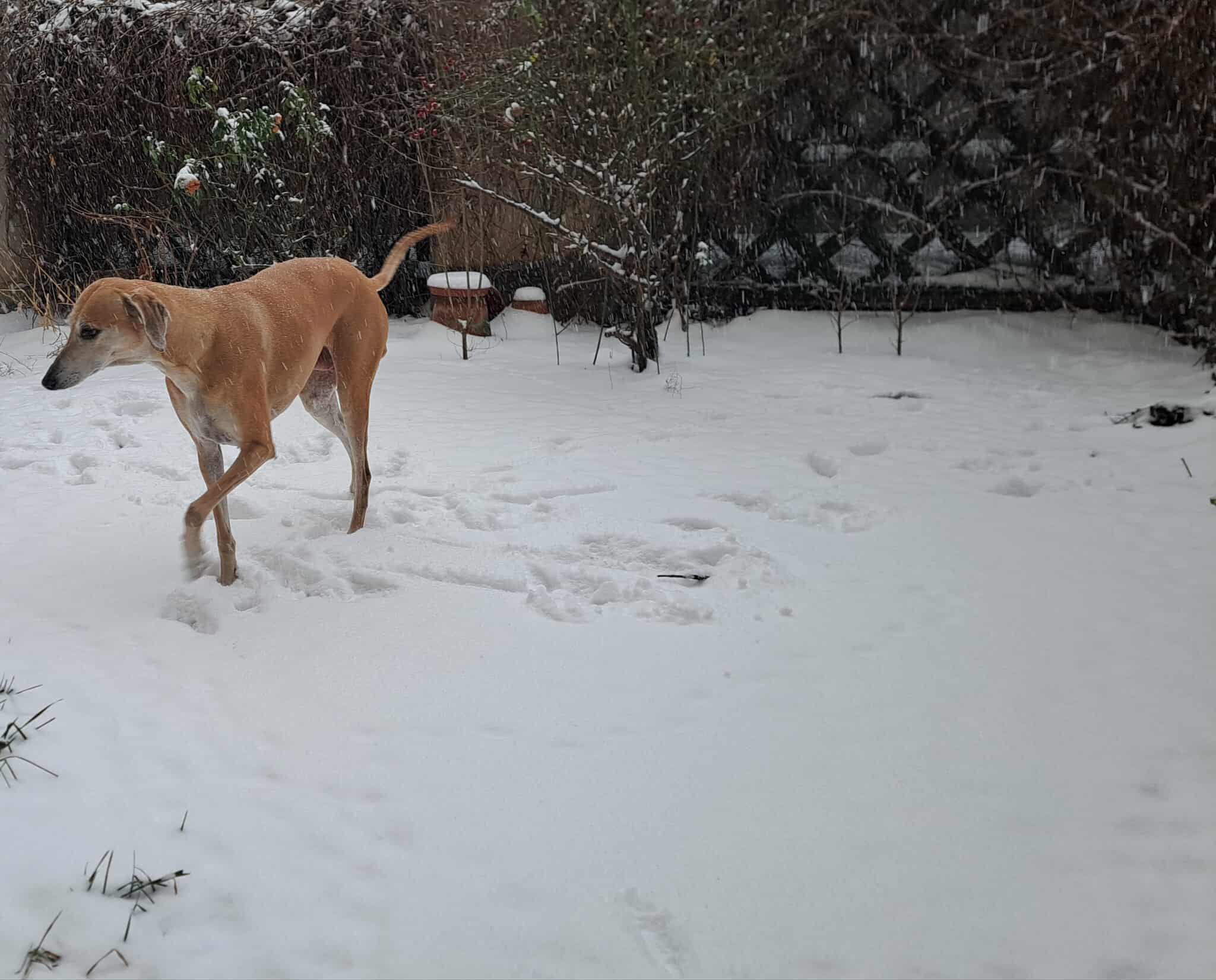 Messenger_creation_2781771802158294