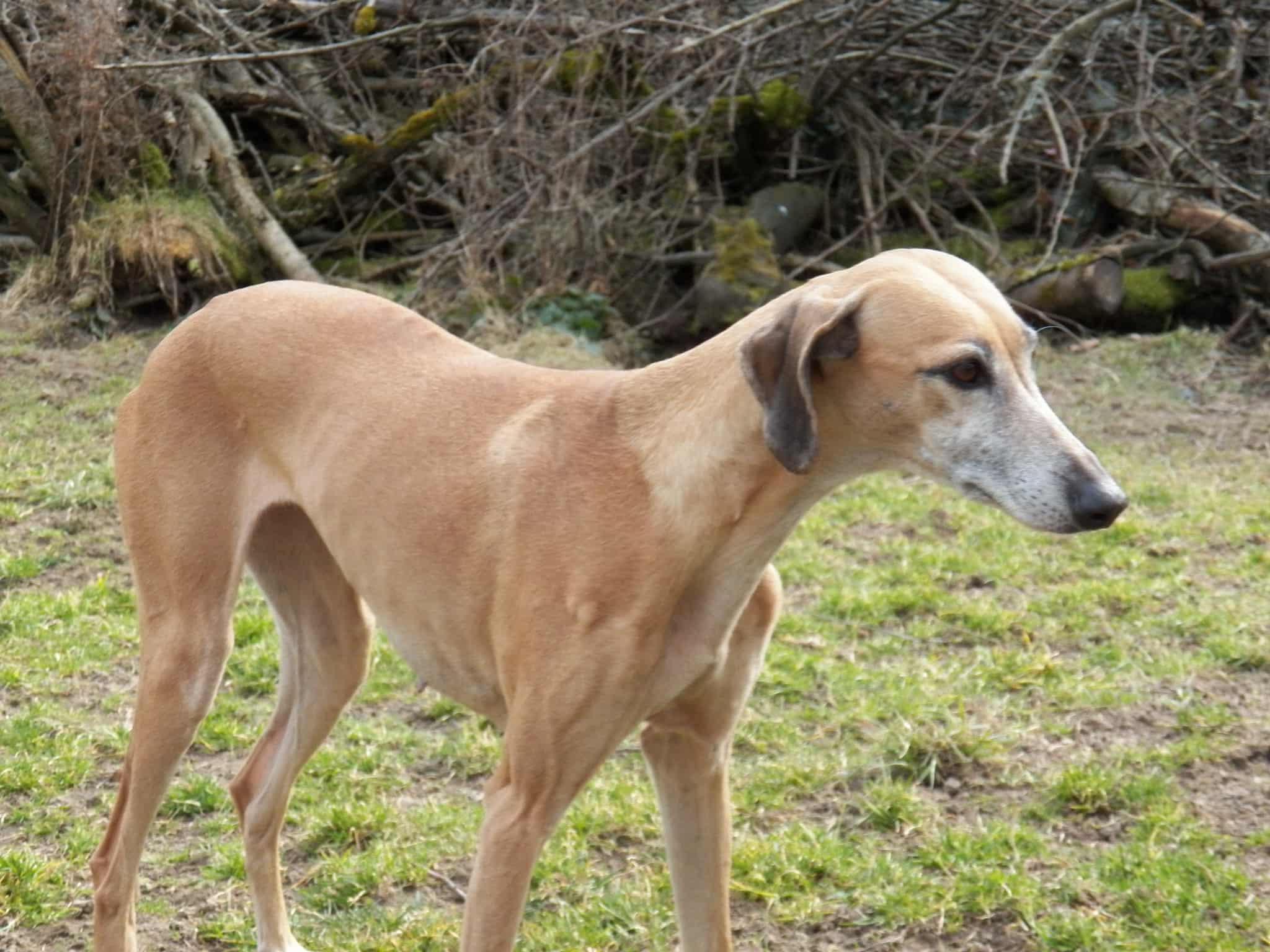 Messenger_creation_382F419B-EB23-4D13-A168-B1CAFD5D9C68