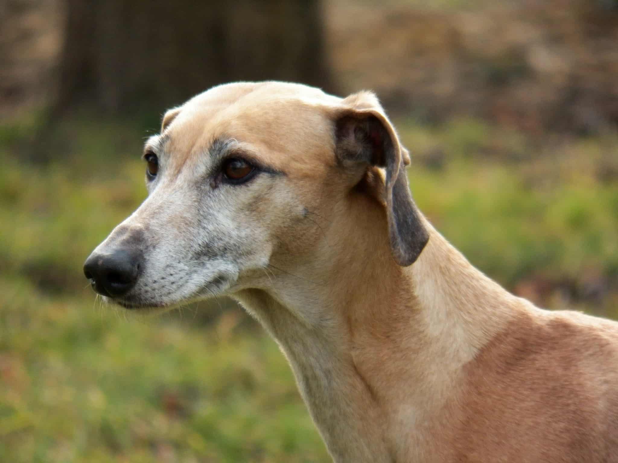 Messenger_creation_89B98190-7193-4F28-B896-8CFADC76BD0C