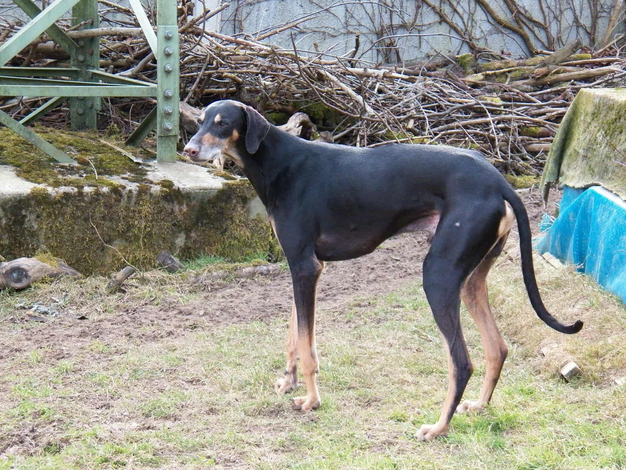 Messenger_creation_15B40C41-4A70-4881-84B2-9CA3EF285C1C