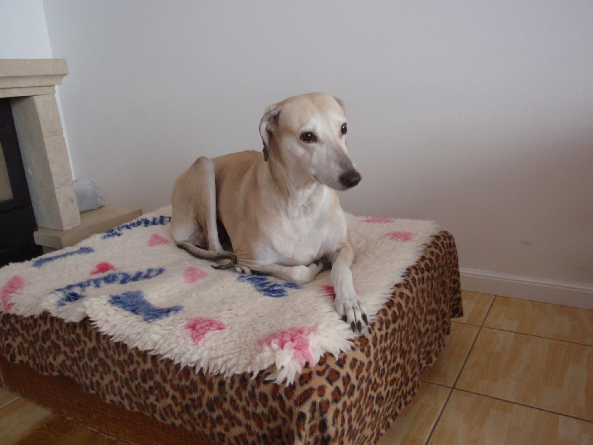 Messenger_creation_283EA1CF-E4F0-47B5-BC08-FAC5B024CE73