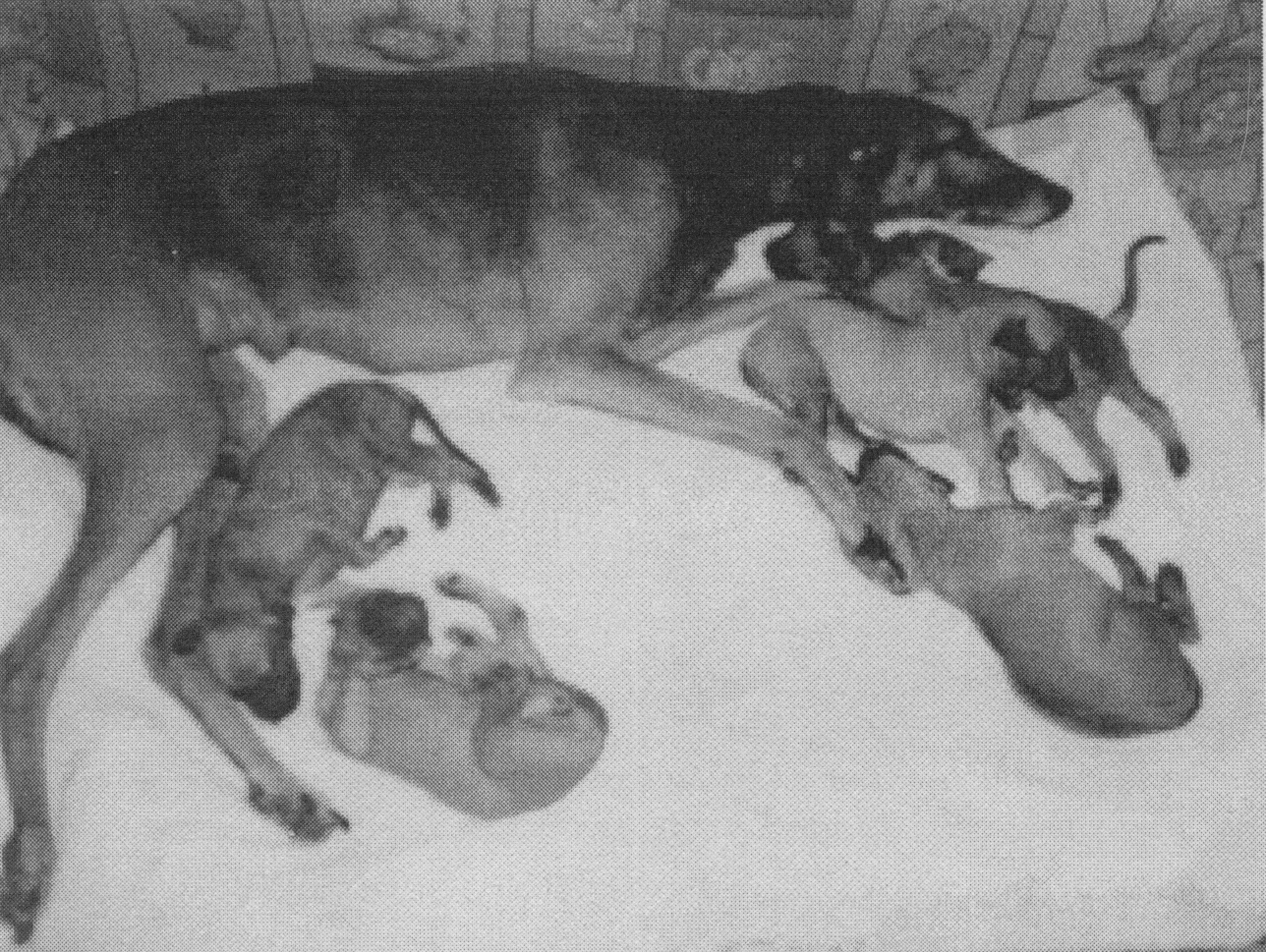 Amira od pěti rybníků vrh B 3.3. 1992