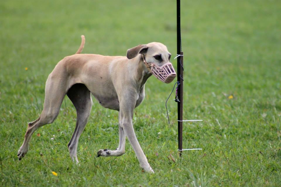 mmcr-ptyrov--v-cili-rozbehu-jako-sparingpartner--foto-lucy-black.