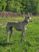 FB_IMG_1746092654245