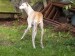 Messenger_creation_BA4505D1-46B6-4556-A441-F0F18562CE21