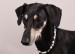 Messenger_creation_809E47F3-901B-4819-A4B8-BDEF8906080B