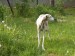 Messenger_creation_4286D3E1-AA67-4D7A-9536-D04E99B20763