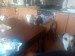 Messenger_creation_68465737-B0BE-40BA-BBE5-58FD52A3CFEA