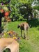 Messenger_creation_299E70AF-1A26-415A-A5B0-9226384673E1