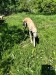 Messenger_creation_1B321714-D4C7-4A00-BC4E-1337FAF15965