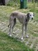Messenger_creation_BA91DC94-C9F7-4809-89AC-9B5F42BC5DD9