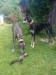 Messenger_creation_05ECCFAB-D075-433A-B0D0-7470254B3640