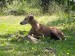 Messenger_creation_A3F6F5A9-B419-4787-A8D2-2C4F18B38153