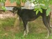 Messenger_creation_A1FBBE93-CCD9-435B-A26C-A662724A718C