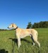 FB_IMG_1755921741912
